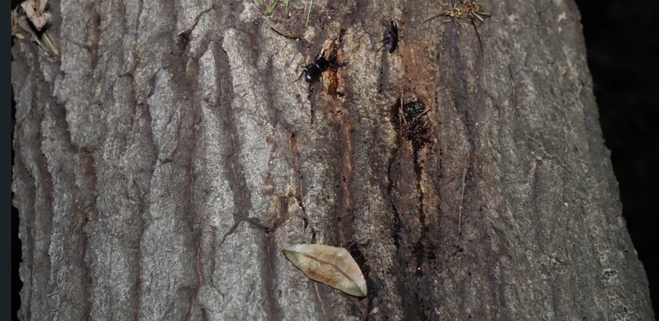 コクワガタ2♂、カキバトモエ_凄いコナラ_2023年5月18日20時25分 気温25.7度 南風4m